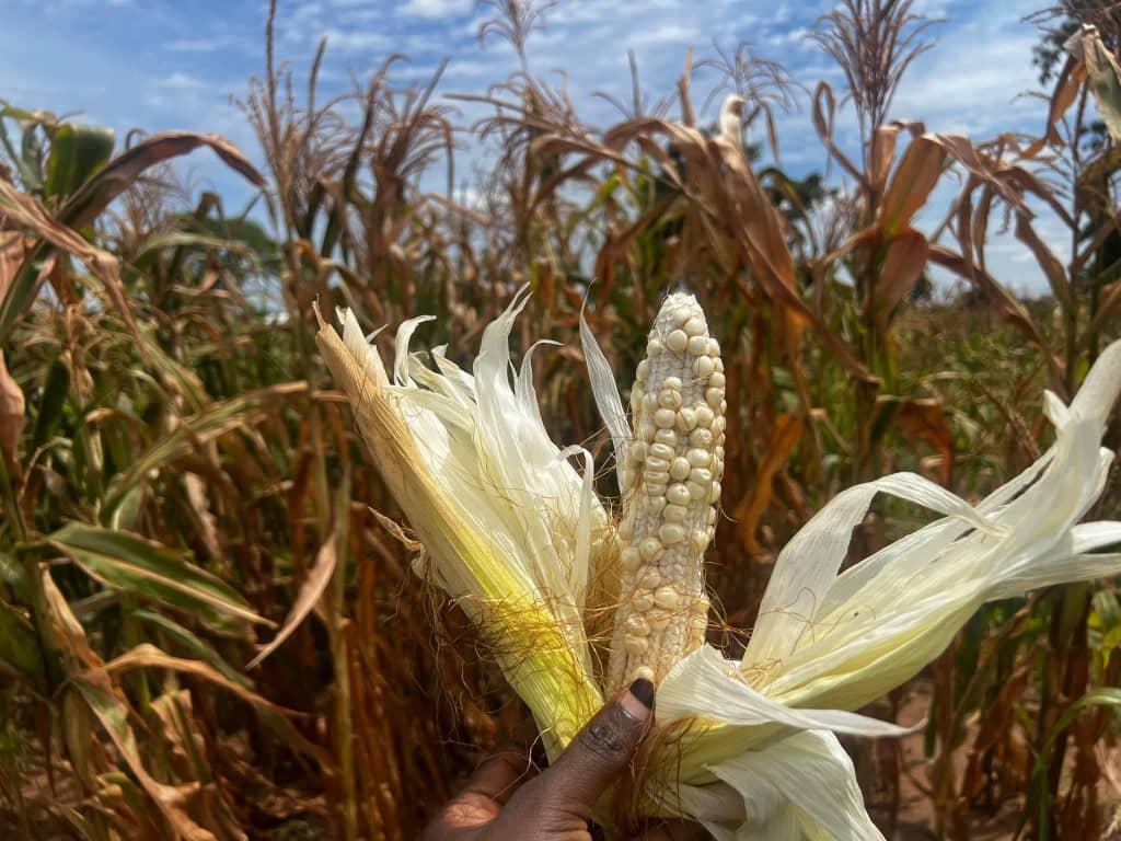farmer-support-during-dry-spells